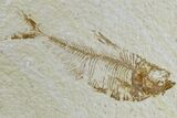 Fossil Fish (Diplomystus) - Wyoming #165805-1